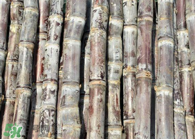 甘蔗發(fā)紅切掉可以吃嗎？甘蔗發(fā)紅切掉能吃嗎？