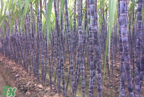 甘蔗為什么會(huì)變黑？甘蔗放久了為什么會(huì)變黑？