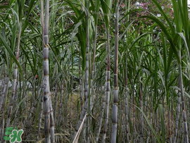 甘蔗為什么會(huì)變黑？甘蔗放久了為什么會(huì)變黑？