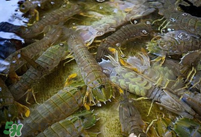 皮皮蝦為什么沒有肉？皮皮蝦為什么里面沒肉？