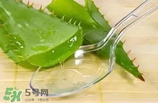 臉上長(zhǎng)痘痘可以擦蘆薈嗎?臉上長(zhǎng)痘痘擦蘆薈有用嗎? 臉上長(zhǎng)痘痘可以擦蘆薈嗎?臉上長(zhǎng)痘痘擦蘆薈有用嗎?