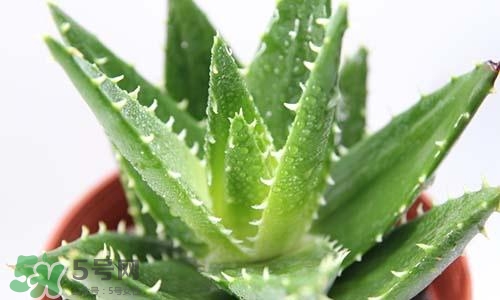 臉上長(zhǎng)痘痘可以擦蘆薈嗎?臉上長(zhǎng)痘痘擦蘆薈有用嗎? 臉上長(zhǎng)痘痘可以擦蘆薈嗎?臉上長(zhǎng)痘痘擦蘆薈有用嗎?