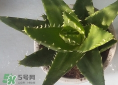 臉上長(zhǎng)痘痘可以擦蘆薈嗎?臉上長(zhǎng)痘痘擦蘆薈有用嗎? 臉上長(zhǎng)痘痘可以擦蘆薈嗎?臉上長(zhǎng)痘痘擦蘆薈有用嗎?