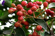 花椒可以泡水喝嗎？花椒泡水喝有什么作用？