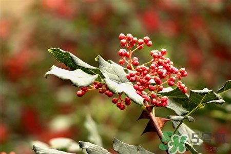 花椒可以泡水喝嗎？花椒泡水喝有什么作用？