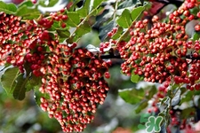 花椒可以泡水喝嗎？花椒泡水喝有什么作用？