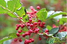 花椒真的能治打呼嚕嗎？花椒水治打呼嚕有效嗎？