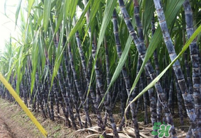 甘蔗皮上白色的是什么？甘蔗上的白霜能吃嗎？