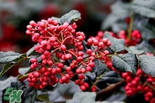 花椒水治腳氣管用嗎？花椒水泡腳可以治腳氣嗎？