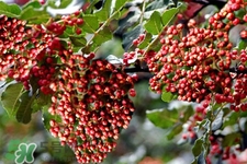 花椒水治腳氣管用嗎？花椒水泡腳可以治腳氣嗎？