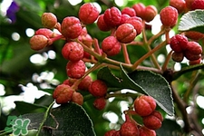 花椒水治腳氣管用嗎？花椒水泡腳可以治腳氣嗎？