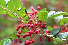 花椒水能治痔瘡嗎？花椒水治痔瘡有效果嗎？