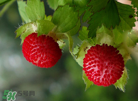 蛇莓多少錢一斤？蛇莓價格