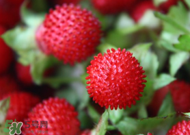 蛇莓多少錢一斤？蛇莓價格