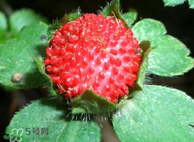 蛇莓多少錢一斤？蛇莓價格