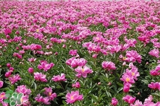 春天開(kāi)的花有哪些？春天都開(kāi)什么花？