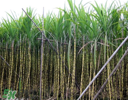 吃甘蔗拉肚子怎么回事？吃甘蔗拉肚子怎么辦？