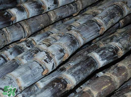 吃甘蔗拉肚子怎么回事？吃甘蔗拉肚子怎么辦？