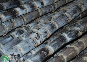 為什么吃甘蔗肚子疼？吃甘蔗為什么會肚子疼？