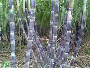 為什么吃甘蔗肚子疼？吃甘蔗為什么會肚子疼？