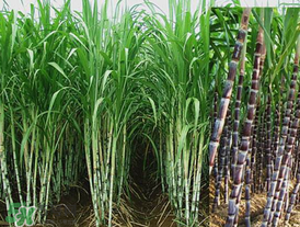 甘蔗里面發(fā)黑能吃嗎？甘蔗里面發(fā)黑是什么原因？