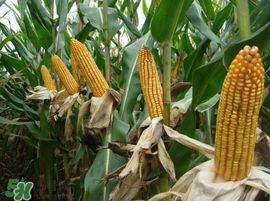 2017年玉米價(jià)格多少錢一斤？2017年上半年玉米價(jià)格