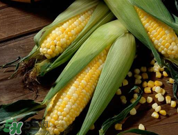 2017年玉米價(jià)格多少錢一斤？2017年上半年玉米價(jià)格