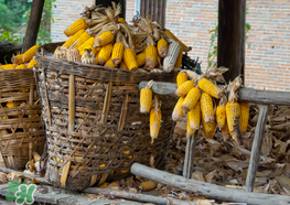 2017年玉米價(jià)格多少錢一斤？2017年上半年玉米價(jià)格