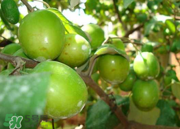 腸胃不好可以吃青棗嗎？有胃病的人能吃青棗嗎？