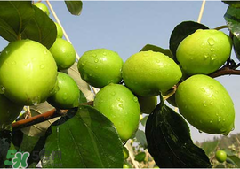 腸胃不好可以吃青棗嗎？有胃病的人能吃青棗嗎？