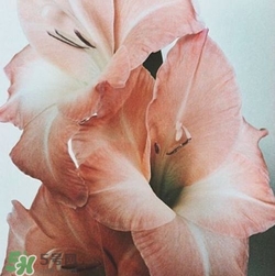 煙熏玫瑰色口紅哪個牌子好？煙熏玫瑰色口紅推薦