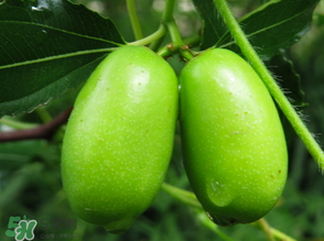 寶寶可以吃青棗嗎？寶寶可以多吃青棗嗎？