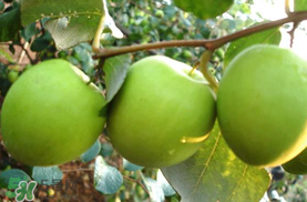 哺乳期可以吃青棗嗎？哺乳期能吃青棗嗎？