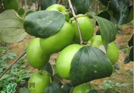 哺乳期可以吃青棗嗎？哺乳期能吃青棗嗎？