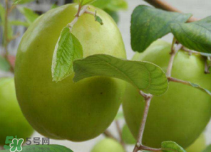 懷孕初期能吃青棗嗎？懷孕初期吃青棗好嗎？