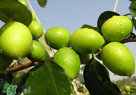 坐月子可以吃青棗嗎？坐月子能吃青棗嗎？