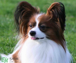 狗狗可以吃青棗嗎？狗狗能不能吃青棗？