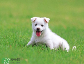 狗狗可以吃青棗嗎？狗狗能不能吃青棗？