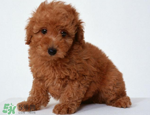 狗狗可以吃青棗嗎？狗狗能不能吃青棗？