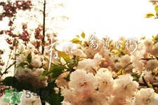 倒春寒是一種什么冷？倒春寒為什么會(huì)冷？