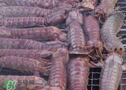 皮皮蝦能冷凍保存嗎？皮皮蝦冷凍還是冷藏？