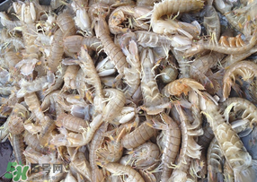 活的皮皮蝦怎么保存？活的皮皮蝦怎么保鮮？