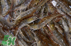 活基圍蝦怎么保存？活基圍蝦怎么處理干凈？