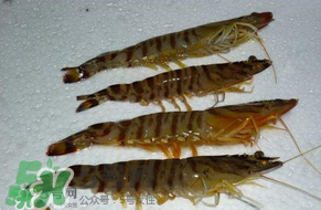 活基圍蝦怎么保存？活基圍蝦怎么處理干凈？