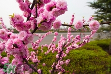 倒春寒喝什么茶好？倒春寒喝什么茶養(yǎng)生？