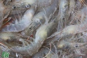 活蝦為什么要灌膠水？活蝦灌膠水有什么用？