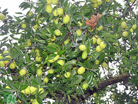 感冒可以吃青棗嗎？感冒能吃青棗嗎？