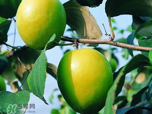 青棗吃多了會胖嗎？吃青棗會不會發(fā)胖？