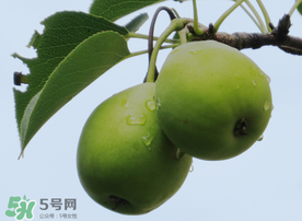 吃青棗可以減肥嗎？減肥可以吃青棗嗎？