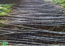 一根甘蔗熱量大概多少？吃一根甘蔗會胖嗎？